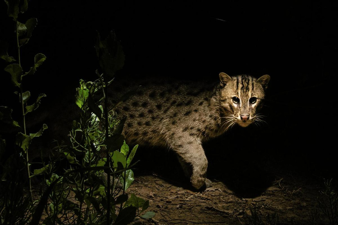 Fishing cat of Thailand